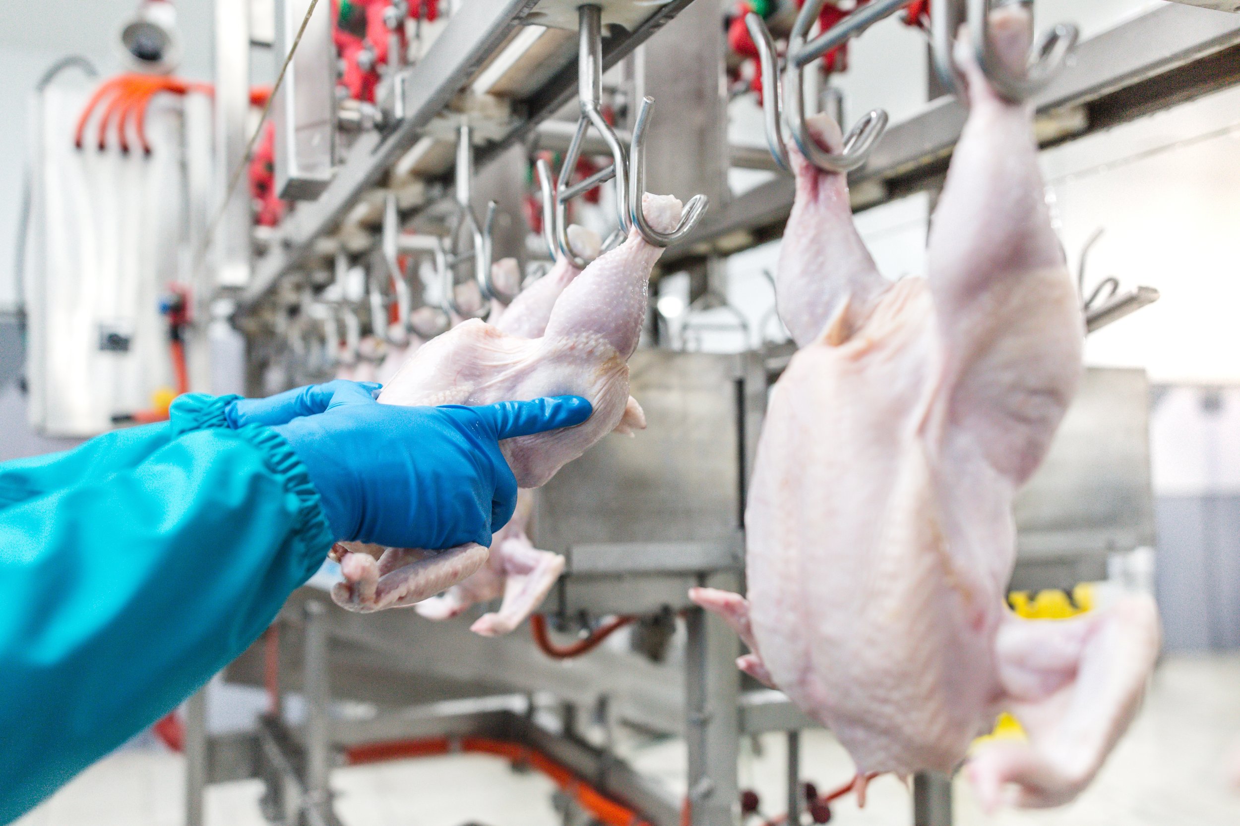 THE NEW FSIS REGULATORY FRAMEWORK - WHAT YOU NEED TO KNOW.