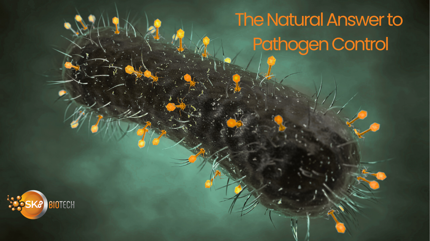 Bacteriophages: Improving Poultry Growth While Reducing Salmonella for Food Processors
