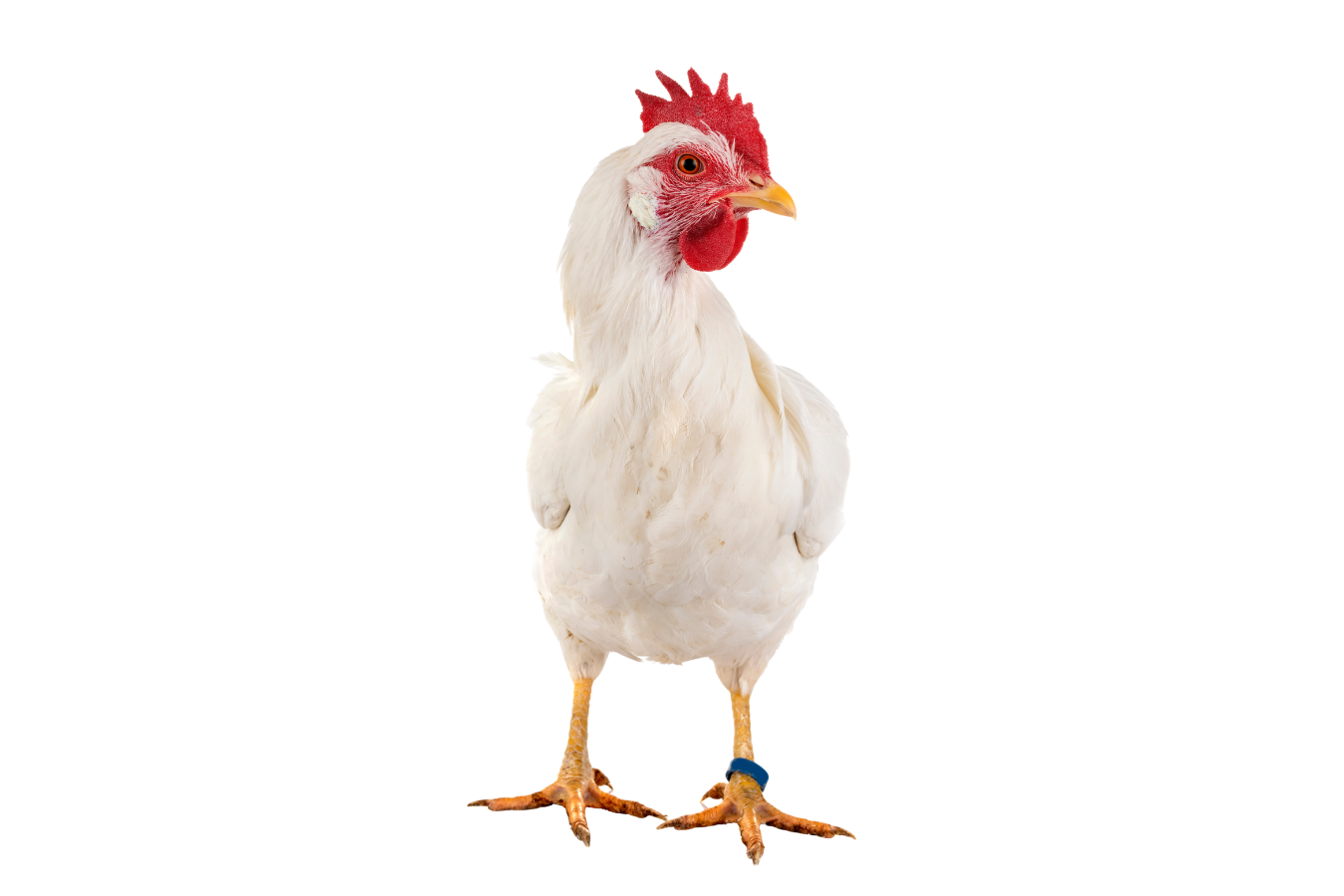 Using Bacteriophages for Salmonella Control in Live Broilers (Pre-Harvest Strategy Guide)