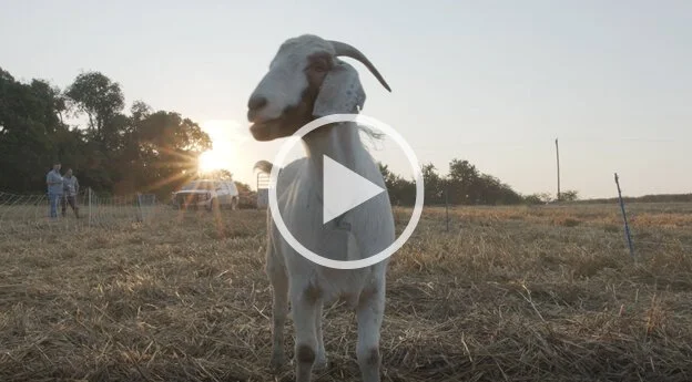 Oxland Opts for Goats Over Gold Shovels at Painted Tree