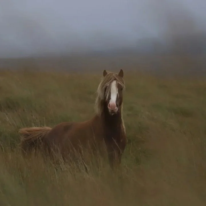 Healing Through Awareness