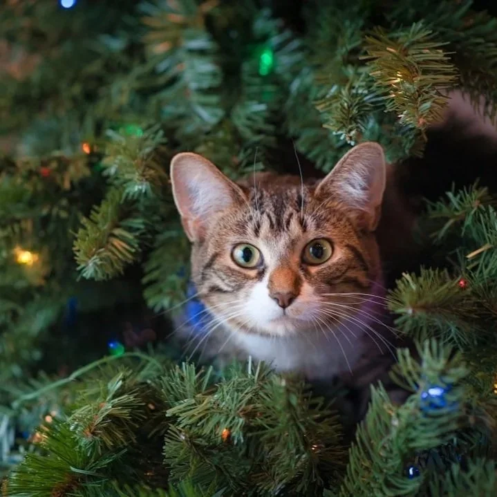 Here come the holidays again…