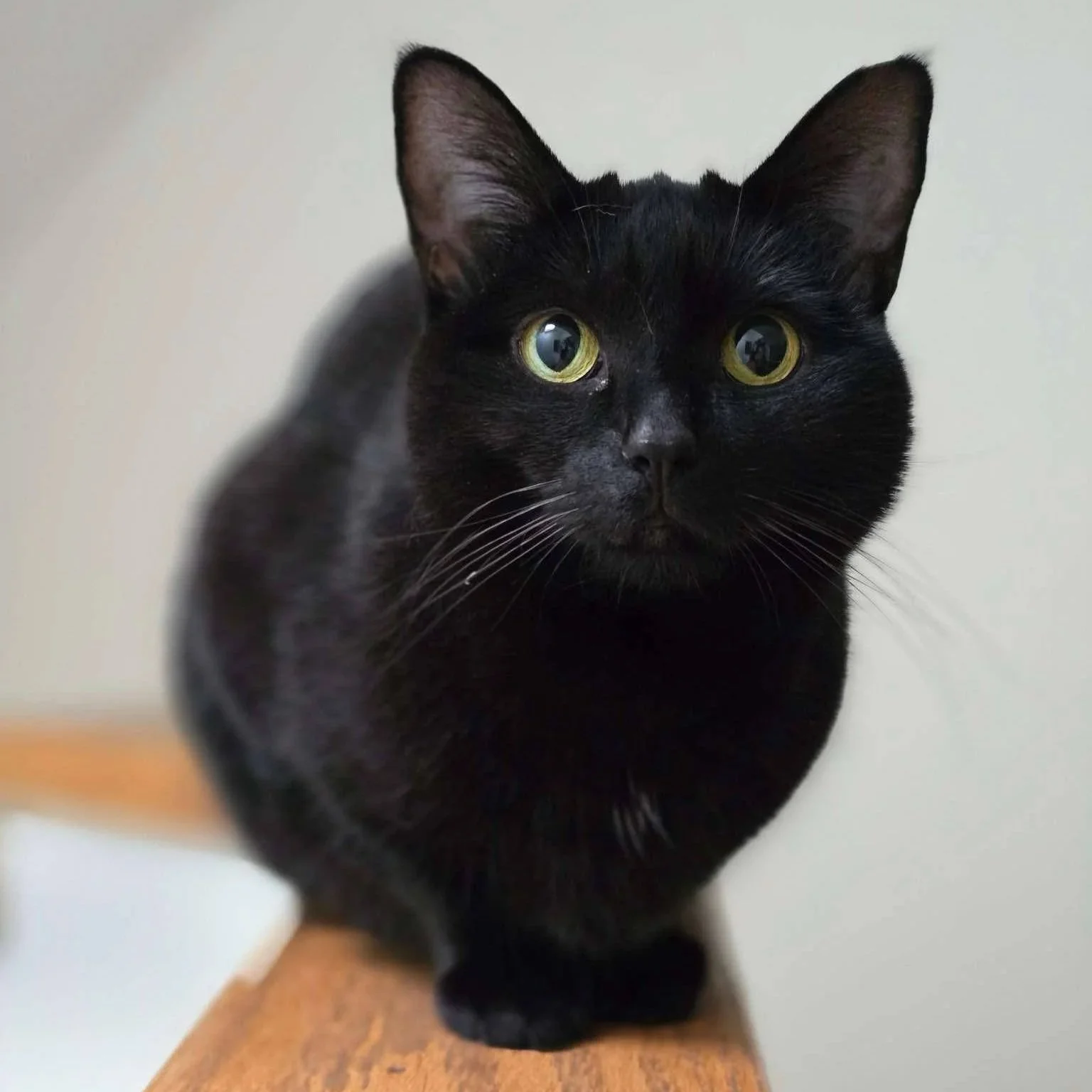 ☑️clean up cat pee off the couch