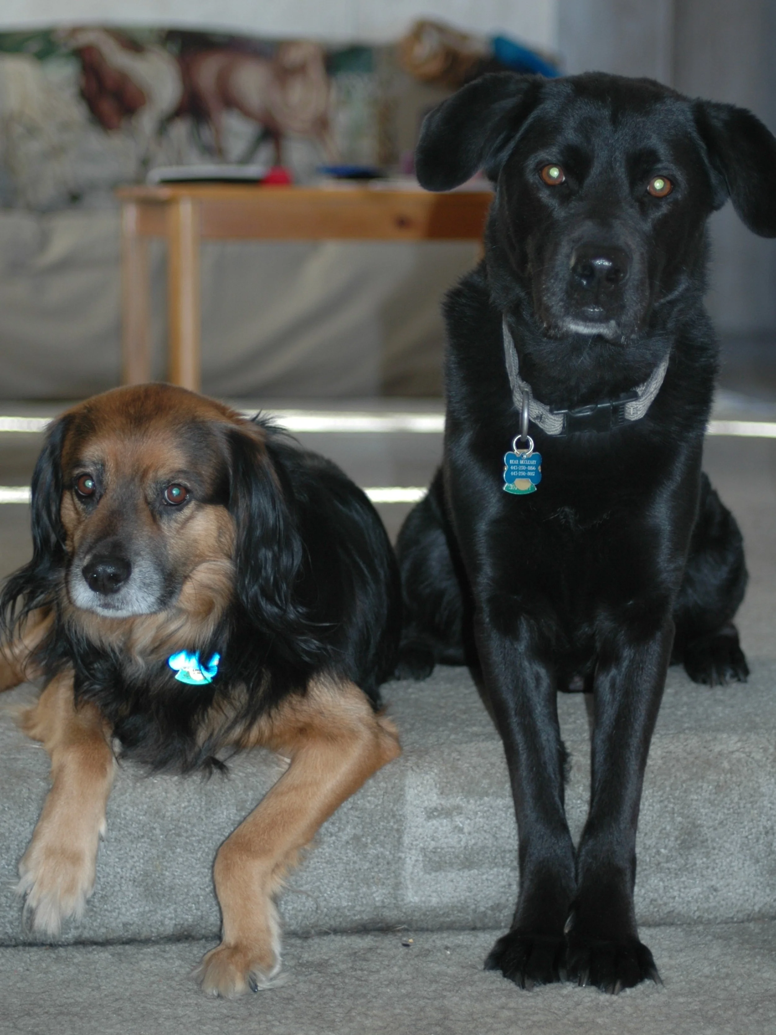 two dogs sit on the edge of steps looking towards the camera