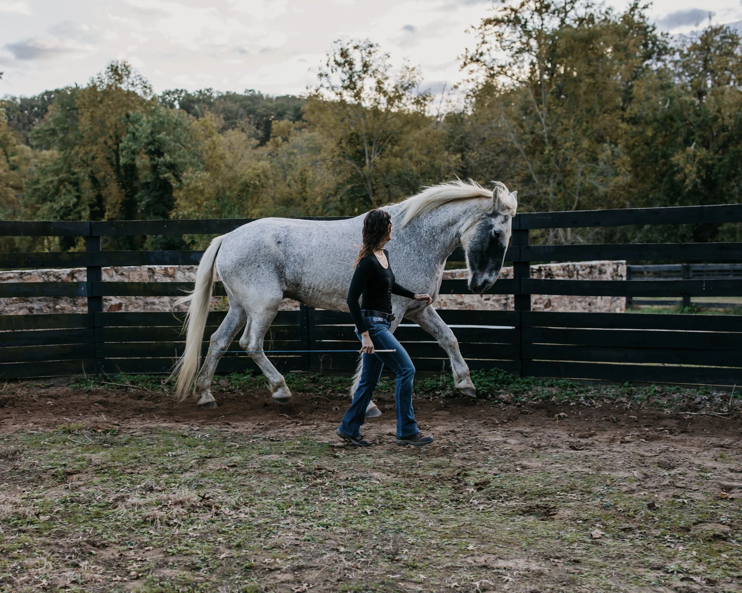 A girl runs beside a large gray horse next to a fence