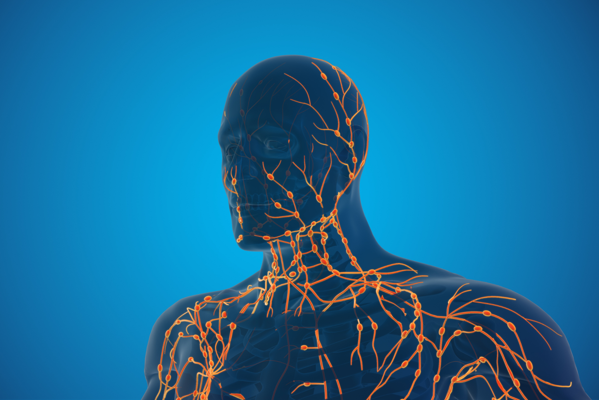 lymphatic system
