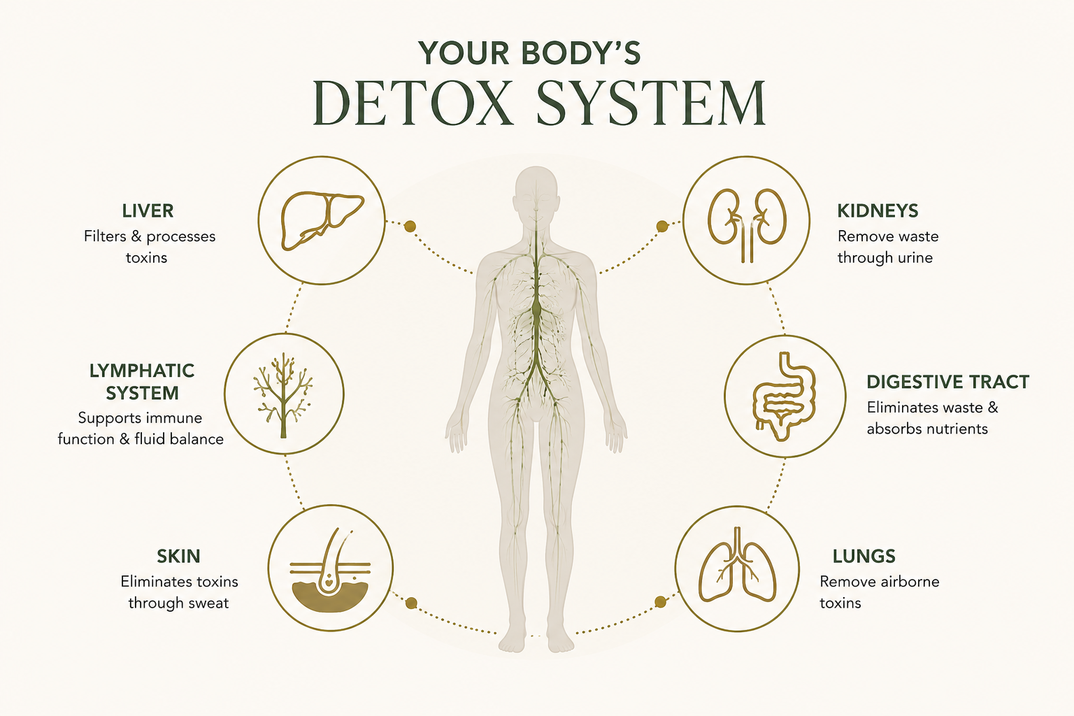 Diagram of the body's detox system featuring the liver, lymphatic system, skin, kidneys, digestive tract, and lungs, with labels and descriptions for each organ's detox function.