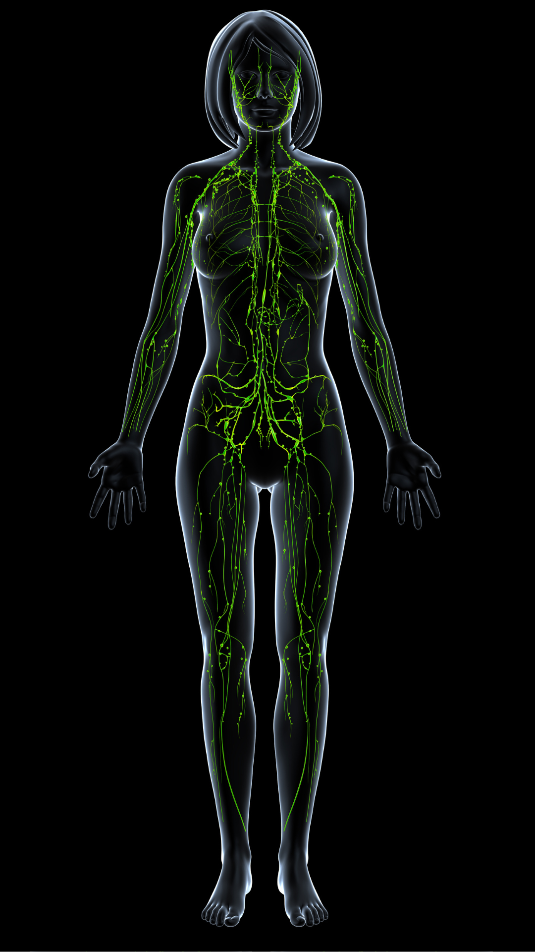 LYMPHATIC SYSTEM