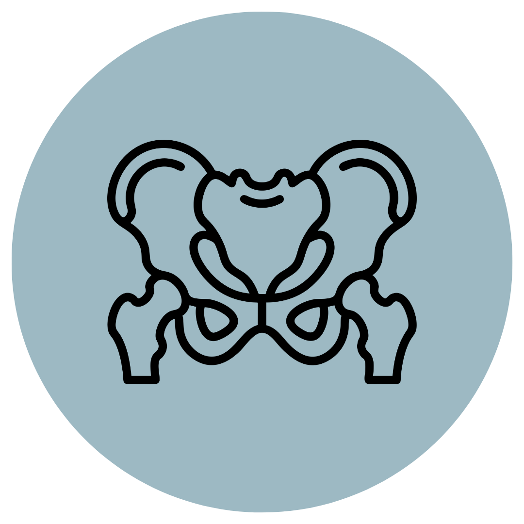 Line drawing of a human pelvis.
