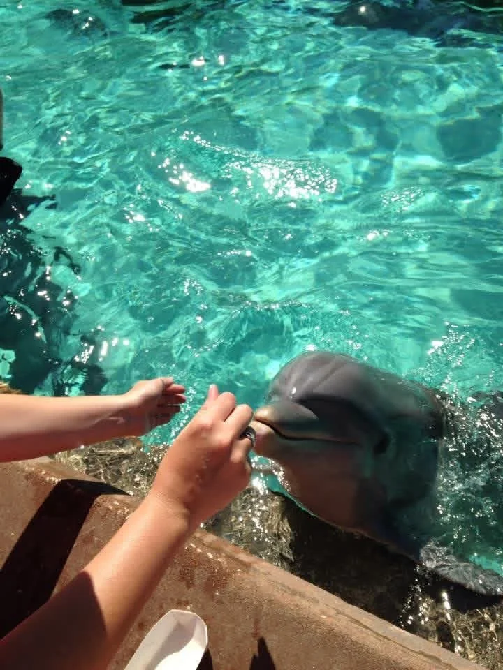 A guest reaches out to touch a bottlenose dolphin surfacing beside the feeding platform at SeaWorld Orlando.