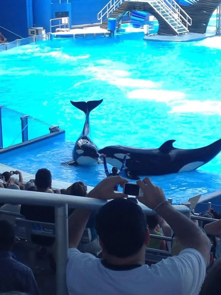 Two orcas perform together in the pool as guests in the stands capture the moment on their phones at SeaWorld Orlando.