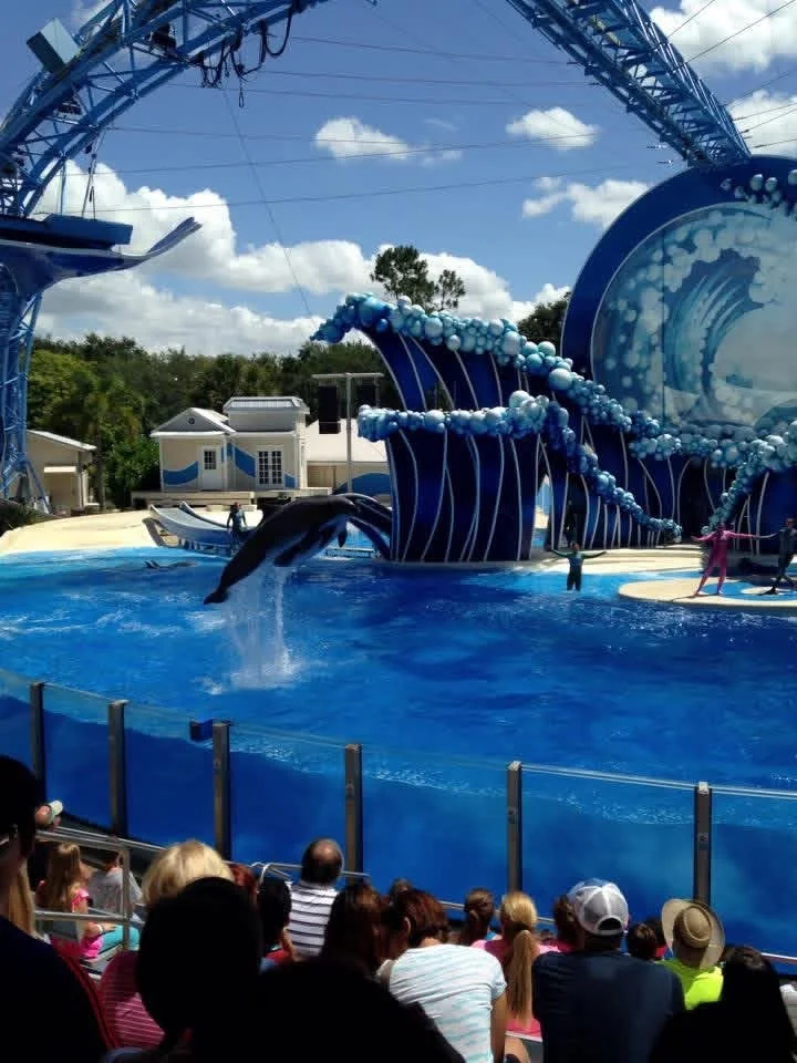 An orca leaps out of the pool during a show at SeaWorld Orlando's stadium, splashing down in front of the blue wave-themed set.
