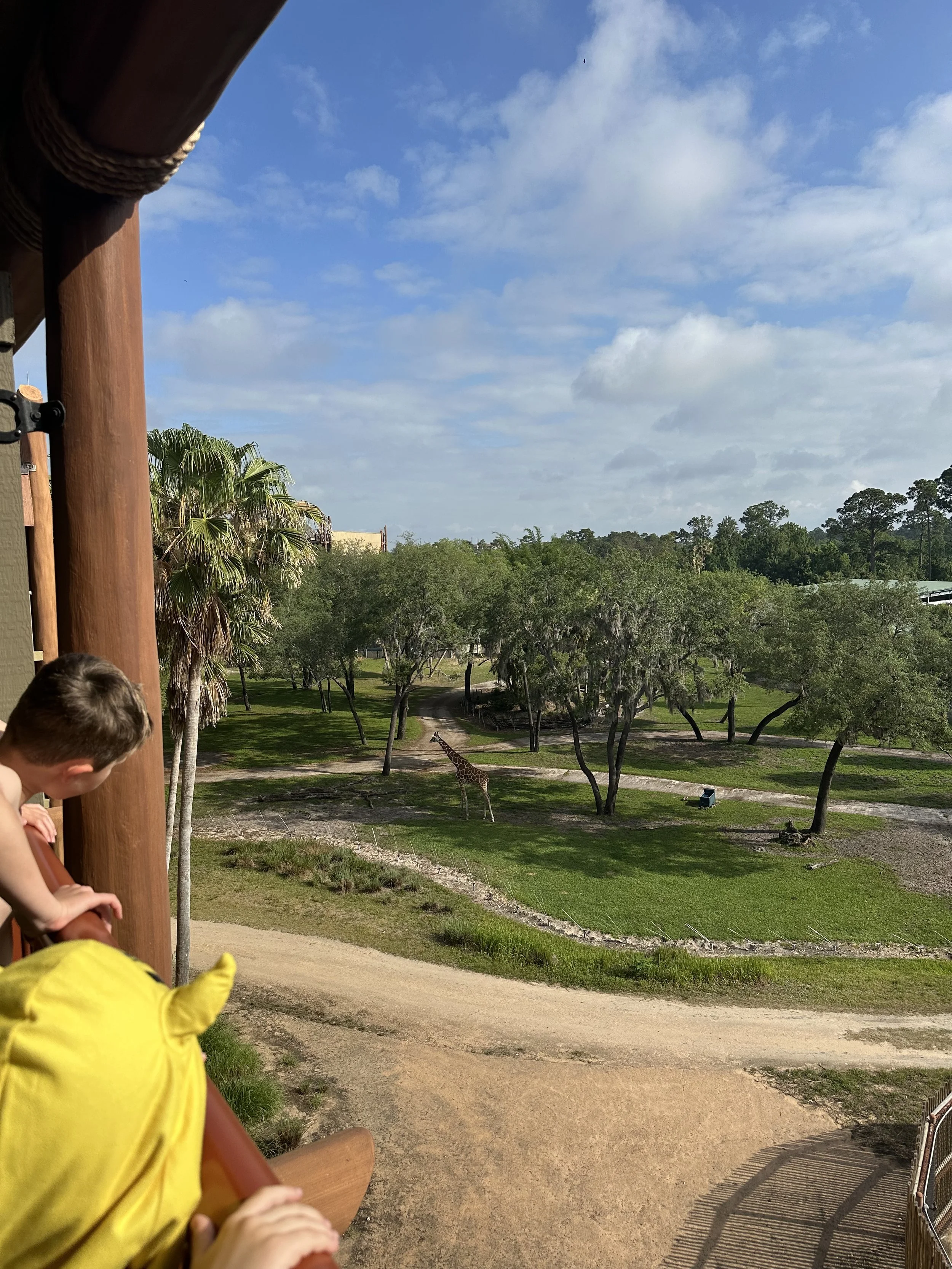 kids looking from hotel balcony out at a field giraffes and other wild animals