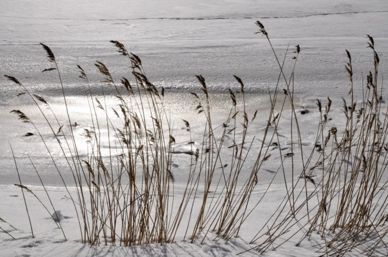 From Resolution to Regulation: A Seasonally Aligned TCM Approach to 2026