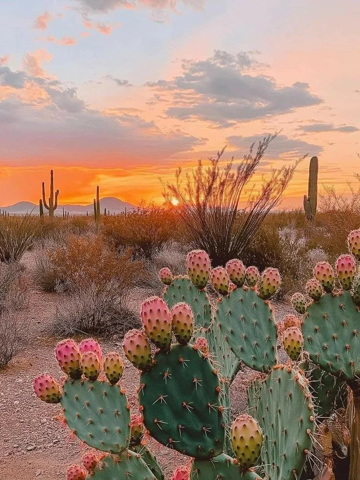 HOW MUCH DOES THERAPY COST IN ARIZONA?
