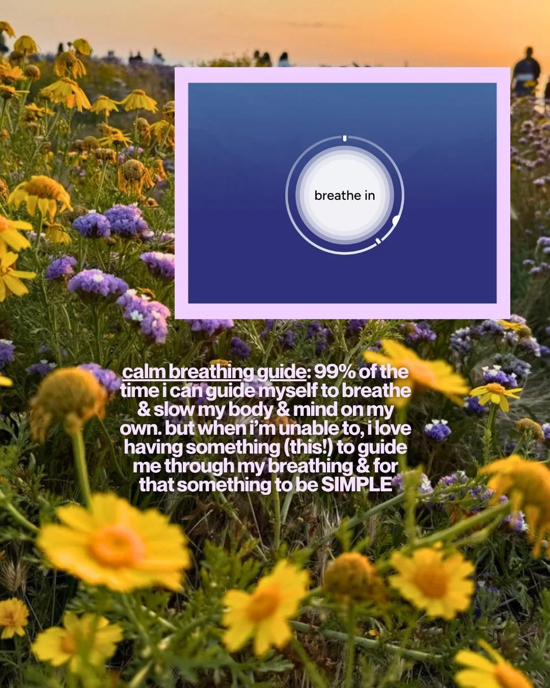 Calm's breathe in guide on a screen over a field of wildflowers at sunset