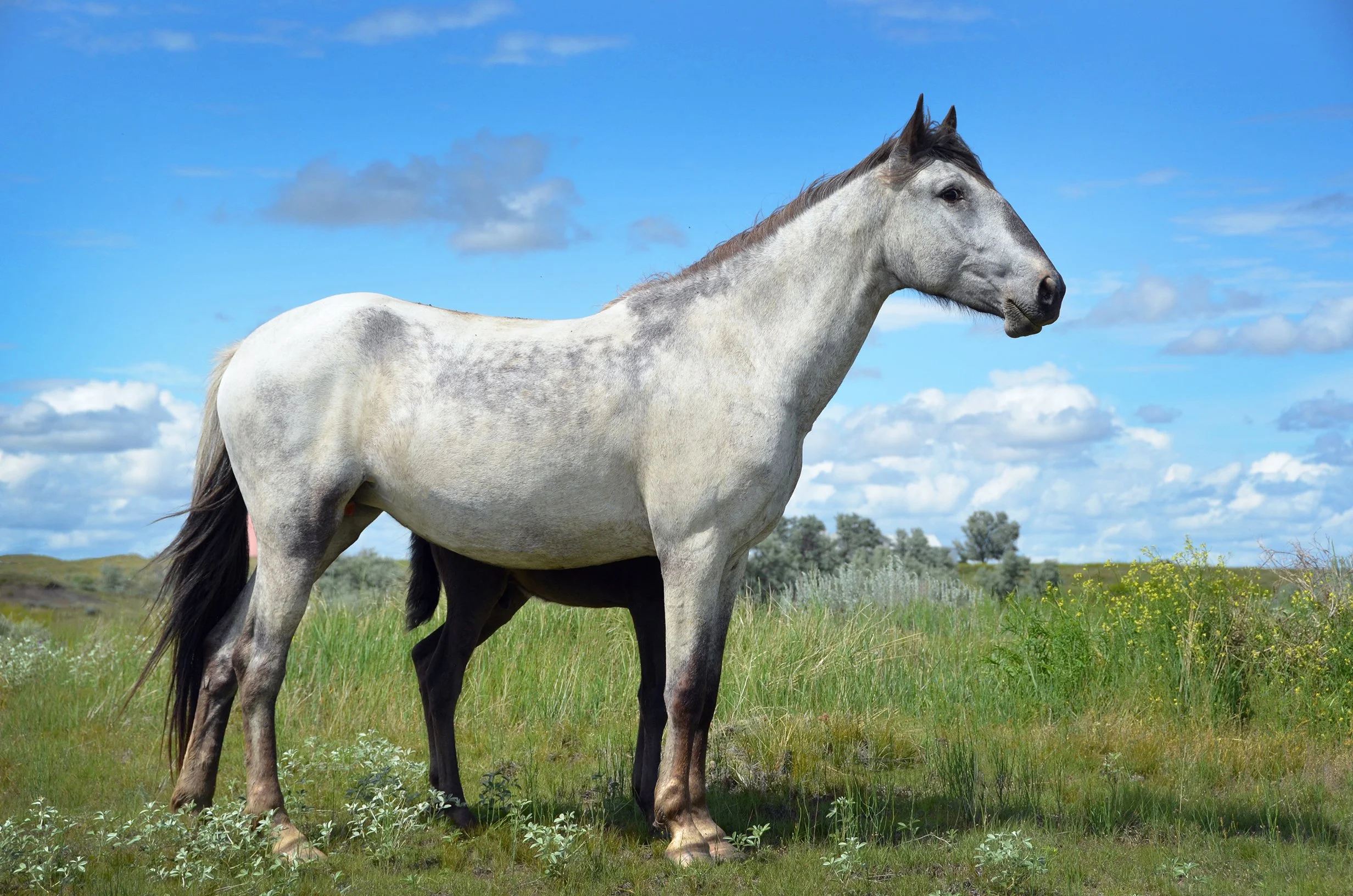 ProjectsDSC_3951 copy 2.JPG