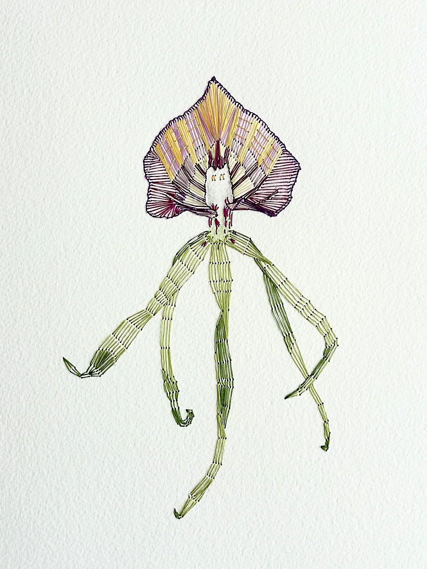 Prosthechea Cochleata. 8x10". Thread. 2025.