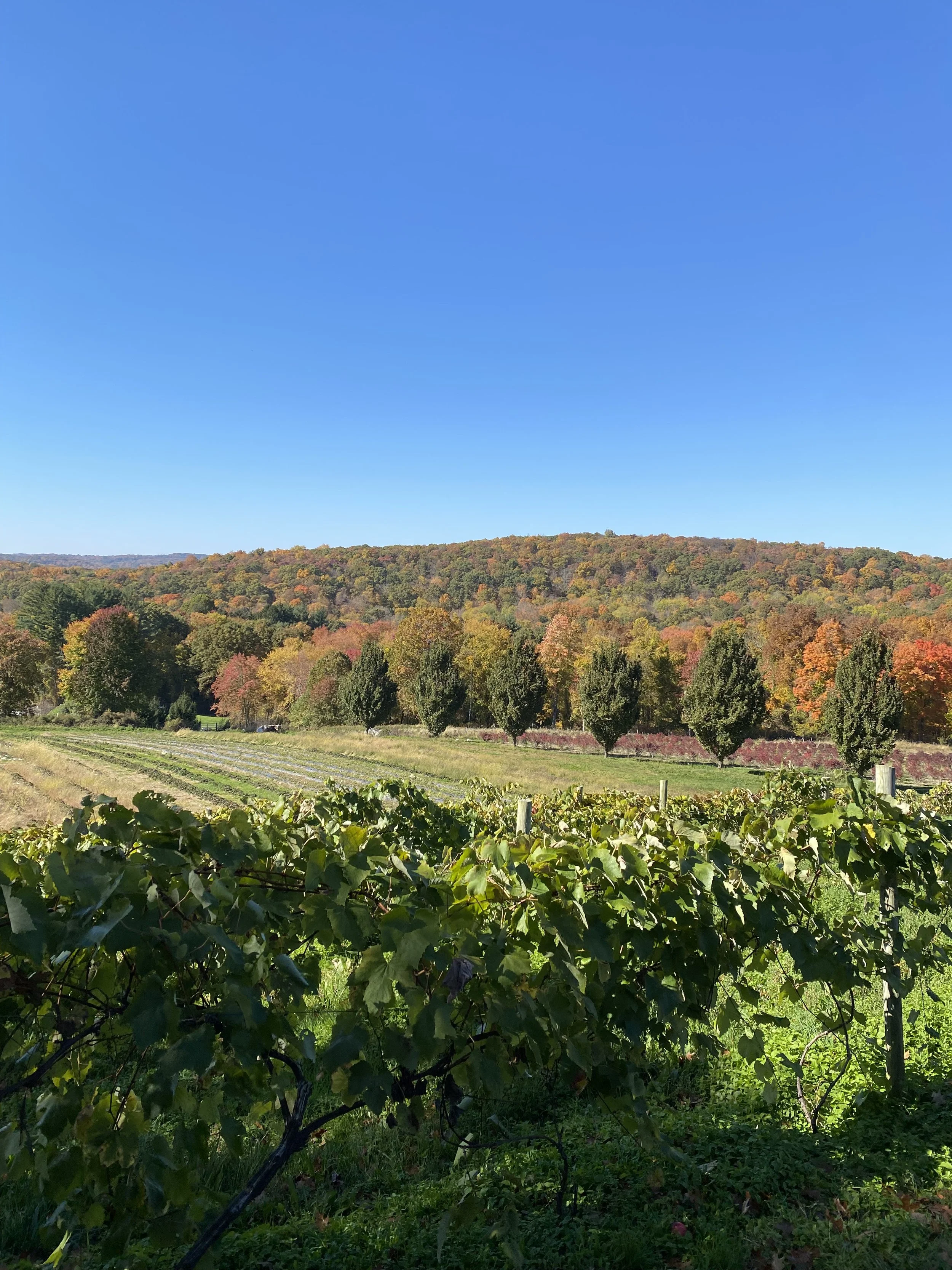 Fall foliage and scenery
