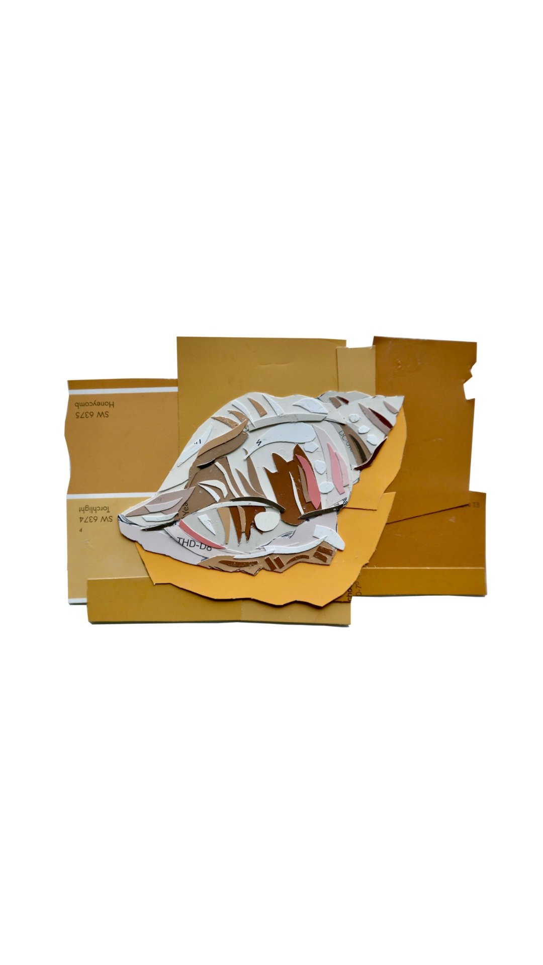 "Study of a Seashell." Fine Art Print