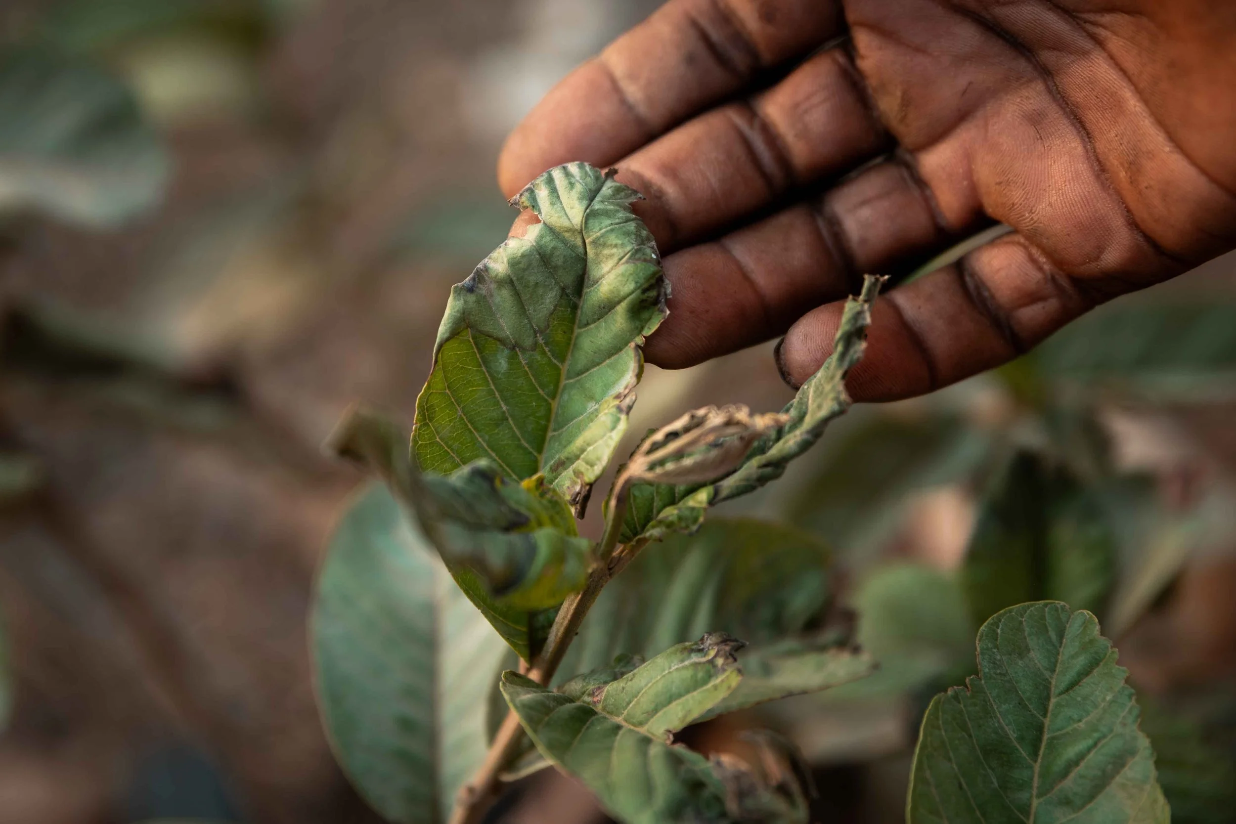 Farmlands damaged by soil contamination, Fungurume, Lualaba Province, Democratic Republic of the Congo.