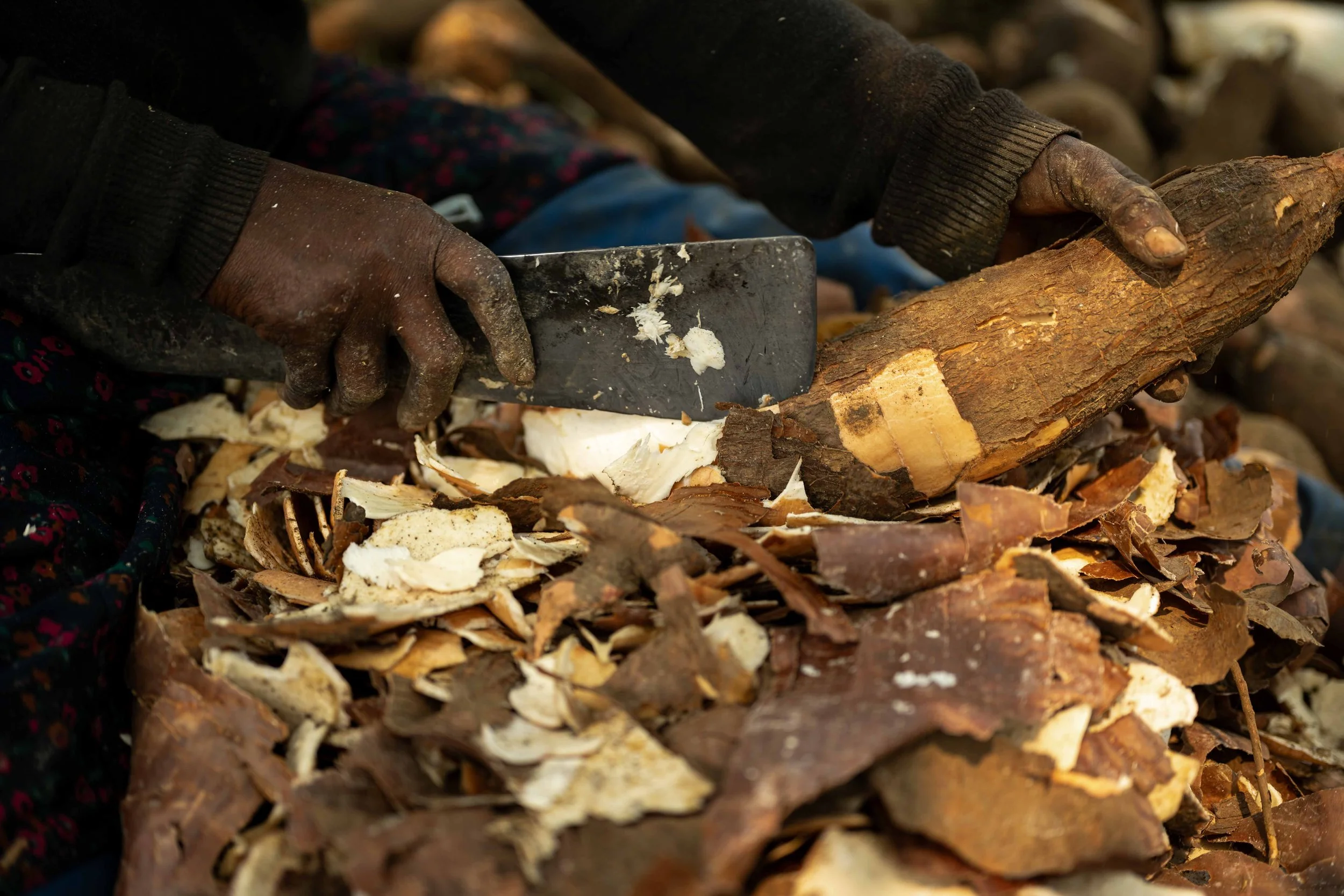 Close-up of cassava harvested in savanna fields, a technique taught by Mbou Mon Tour to reduce pressure on the forest, Mai-Ndombe, Democratic Republic of Congo, August 2025.