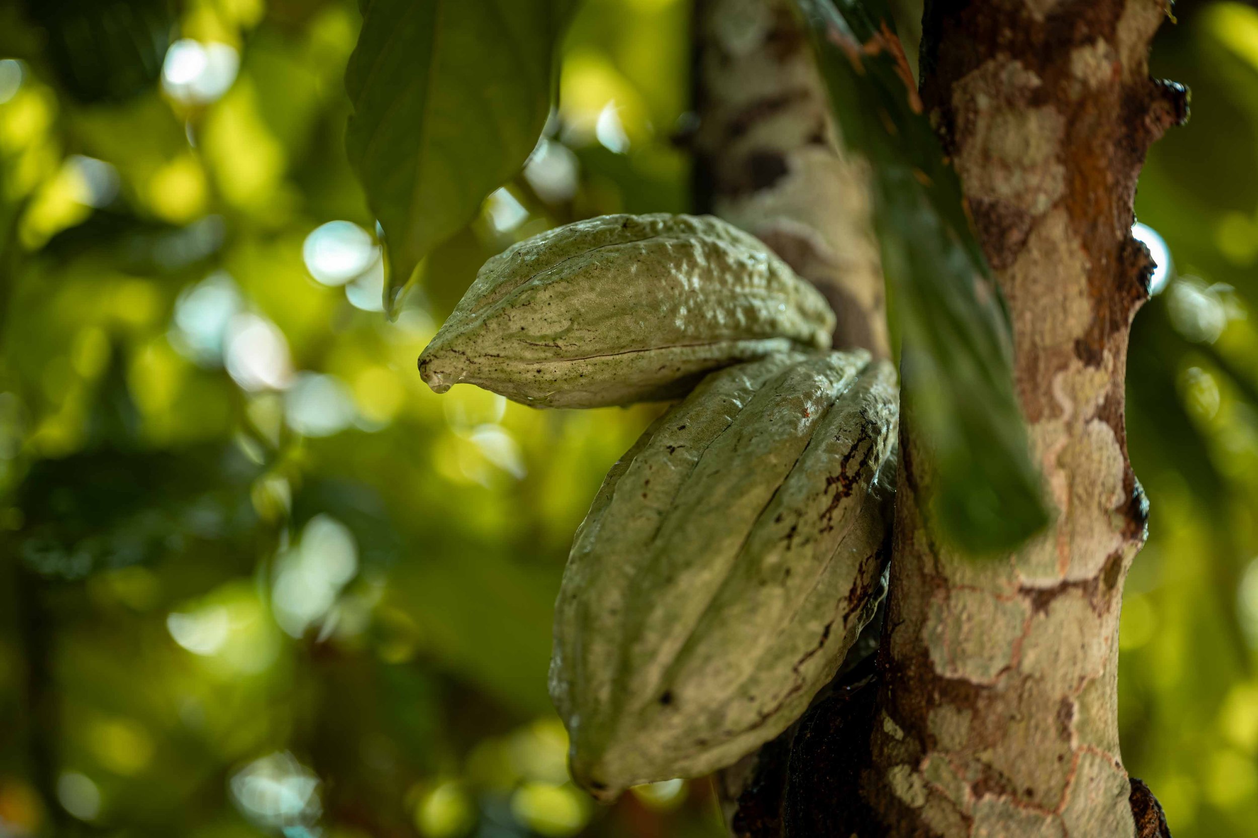 Close-up of cocoa, one of the raw materials used to create replicas of CATPC artists’ works. The process begins with a sculpture made from local clay, which is then digitized in 3D. The models are sent to Amsterdam, where they are cast in chocolate—s
