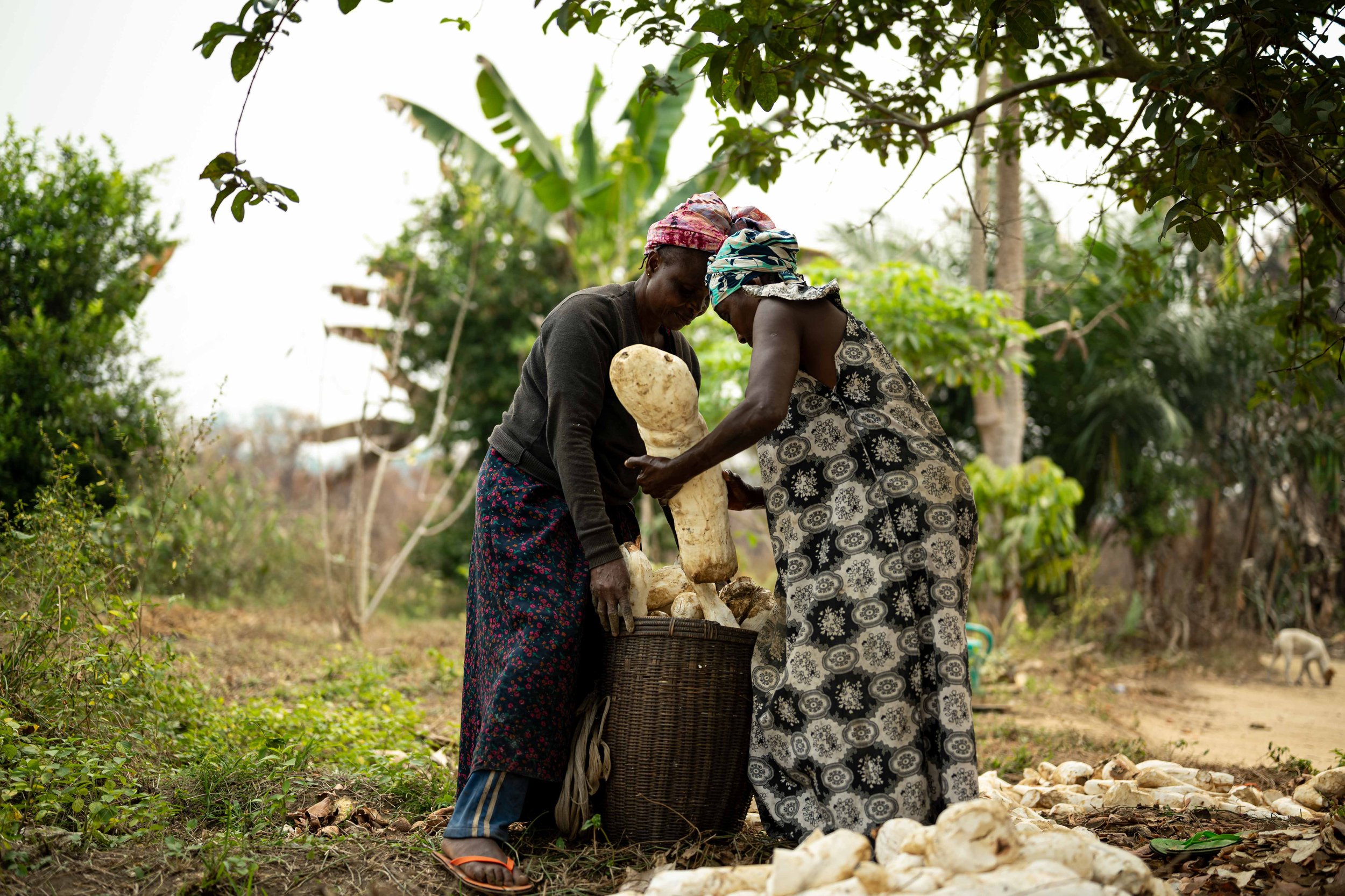 Christine Badiwé, 49, and Anna Belo prepares a basket of cassava before processing, Mai-Ndombe, Democratic Republic of Congo, August 2025.