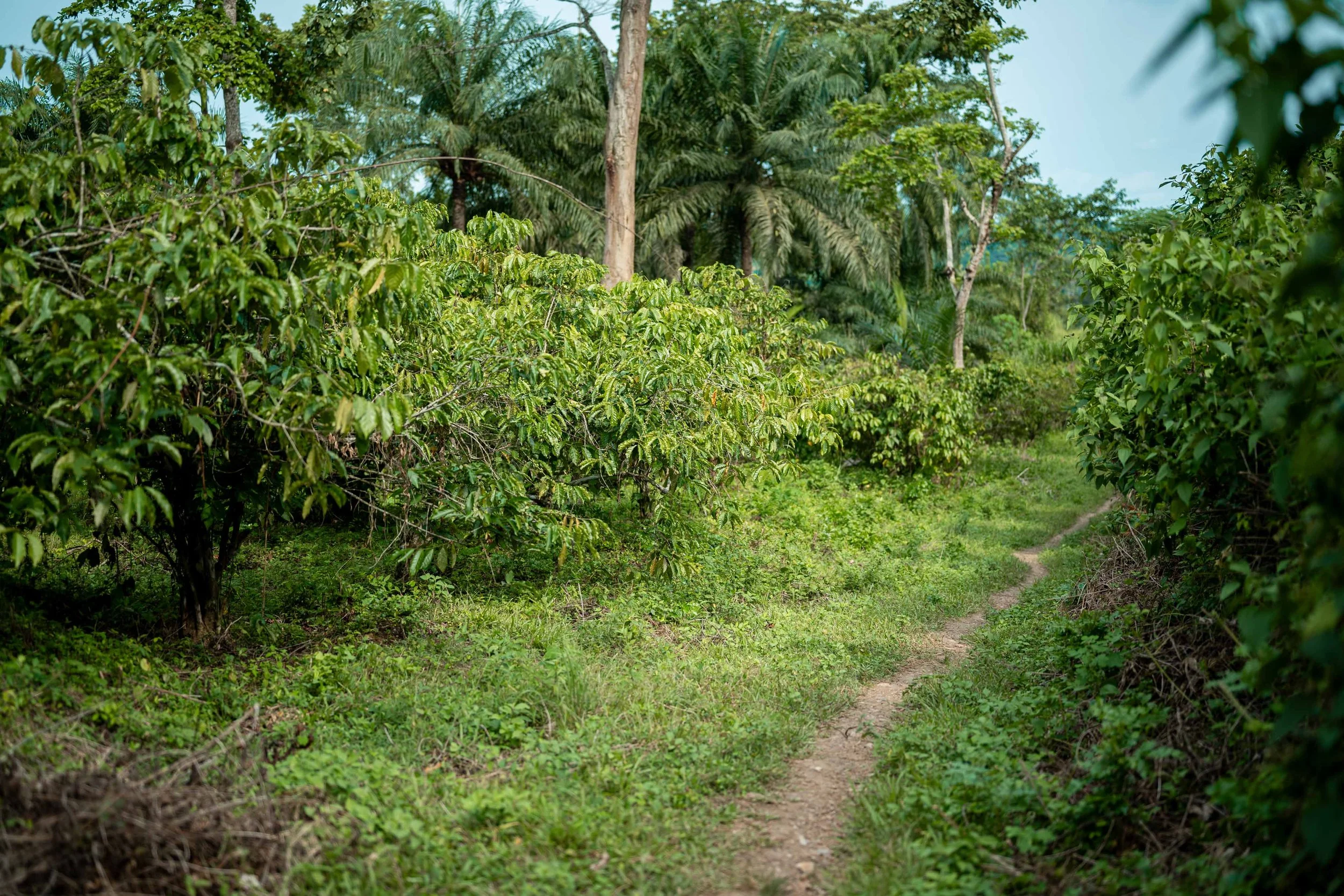 COCOI project — HERMAN KAMBALA | Congolese Photographer
