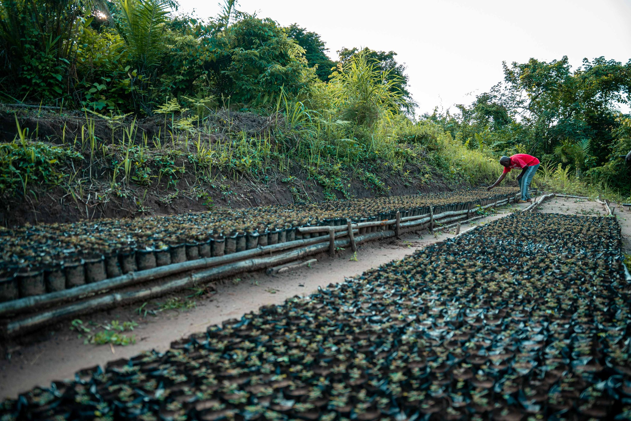 General view of CATPC’s nursery, with site manager Mafuta Tipé actively working in the background. Lusanga, Democratic Republic of the Congo, February 2025.