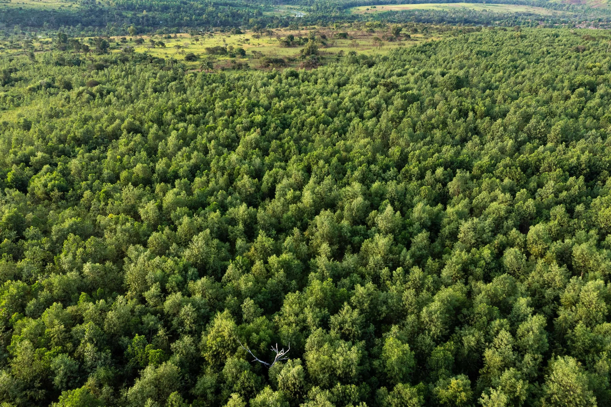 Aerial view of forests regenerated by CATPC. Lusanga, Democratic Republic of the Congo, February 2025.