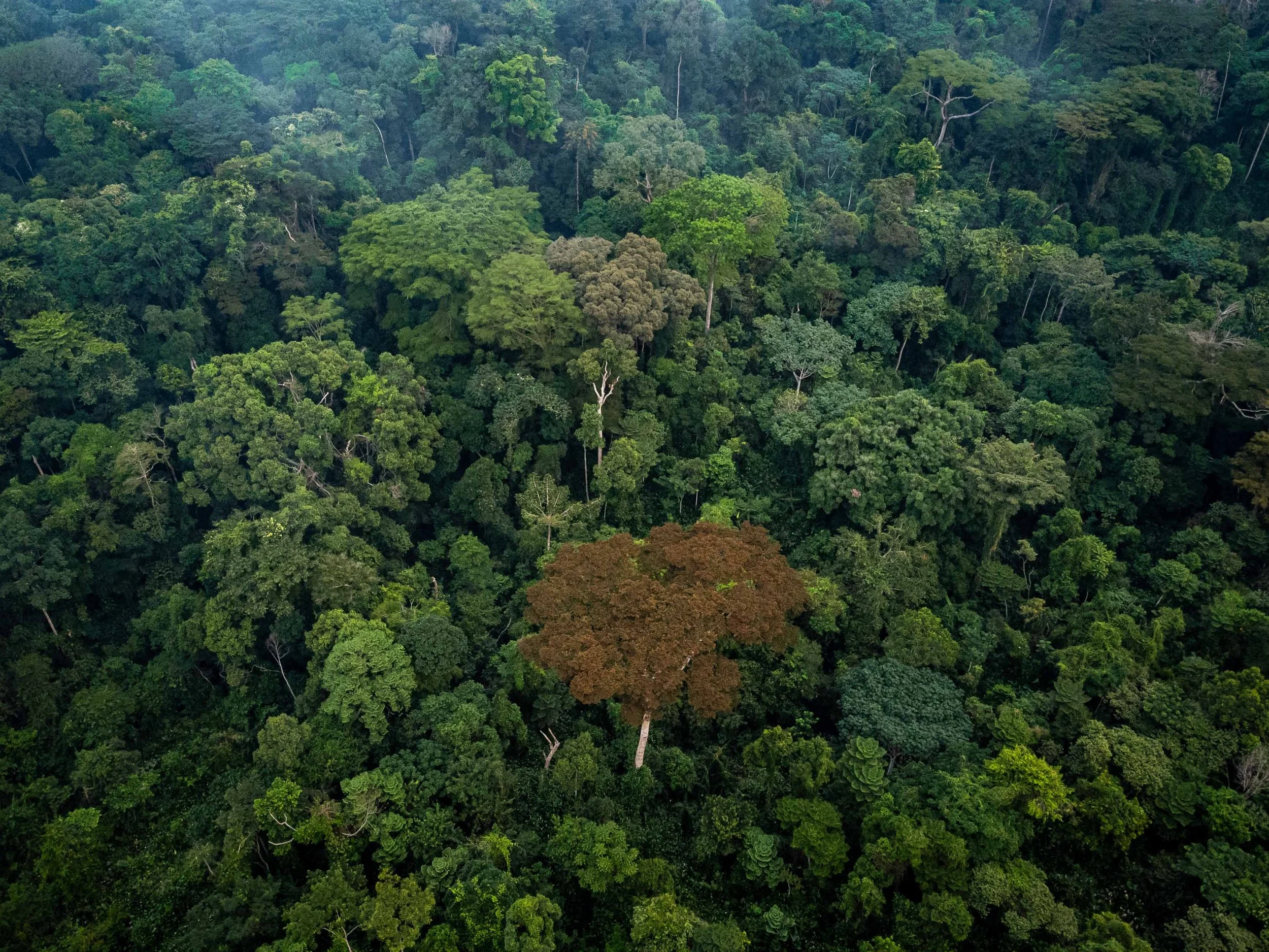 Aerial view of the Nkala observation site, Mai-Ndombe, Democratic Republic of Congo, August 2025.