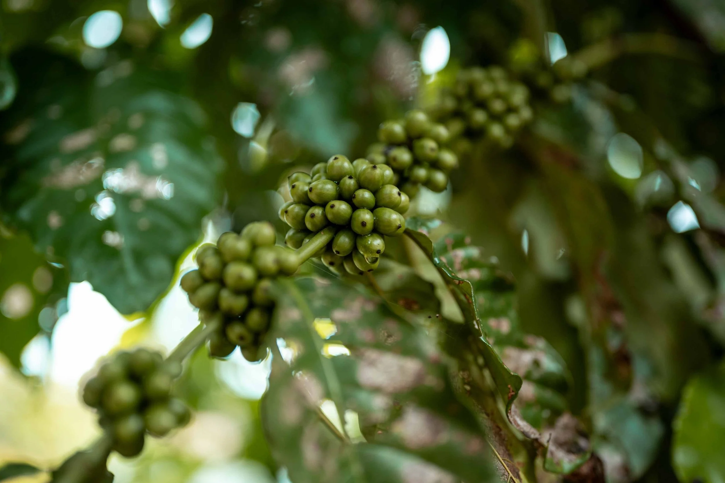 Close-up of coffee plants in the CATPC plantations. Lusanga, Democratic Republic of the Congo, February 2025.