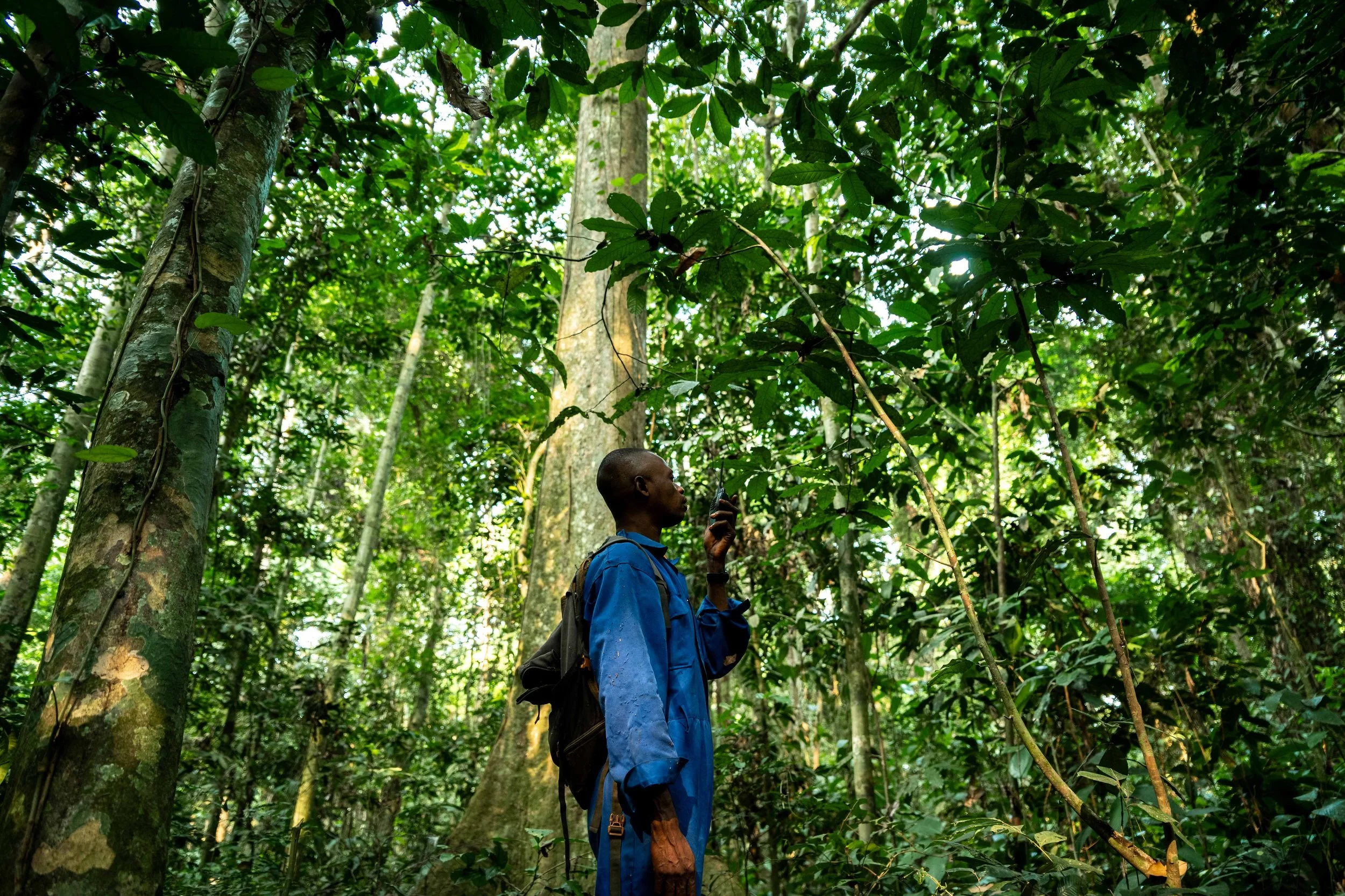 Moyemu Molema, 37, a tracker of Mbou Mon Tour, patrols the Nkala observation site, Mai-Ndombe, Democratic Republic of Congo, August 2025.