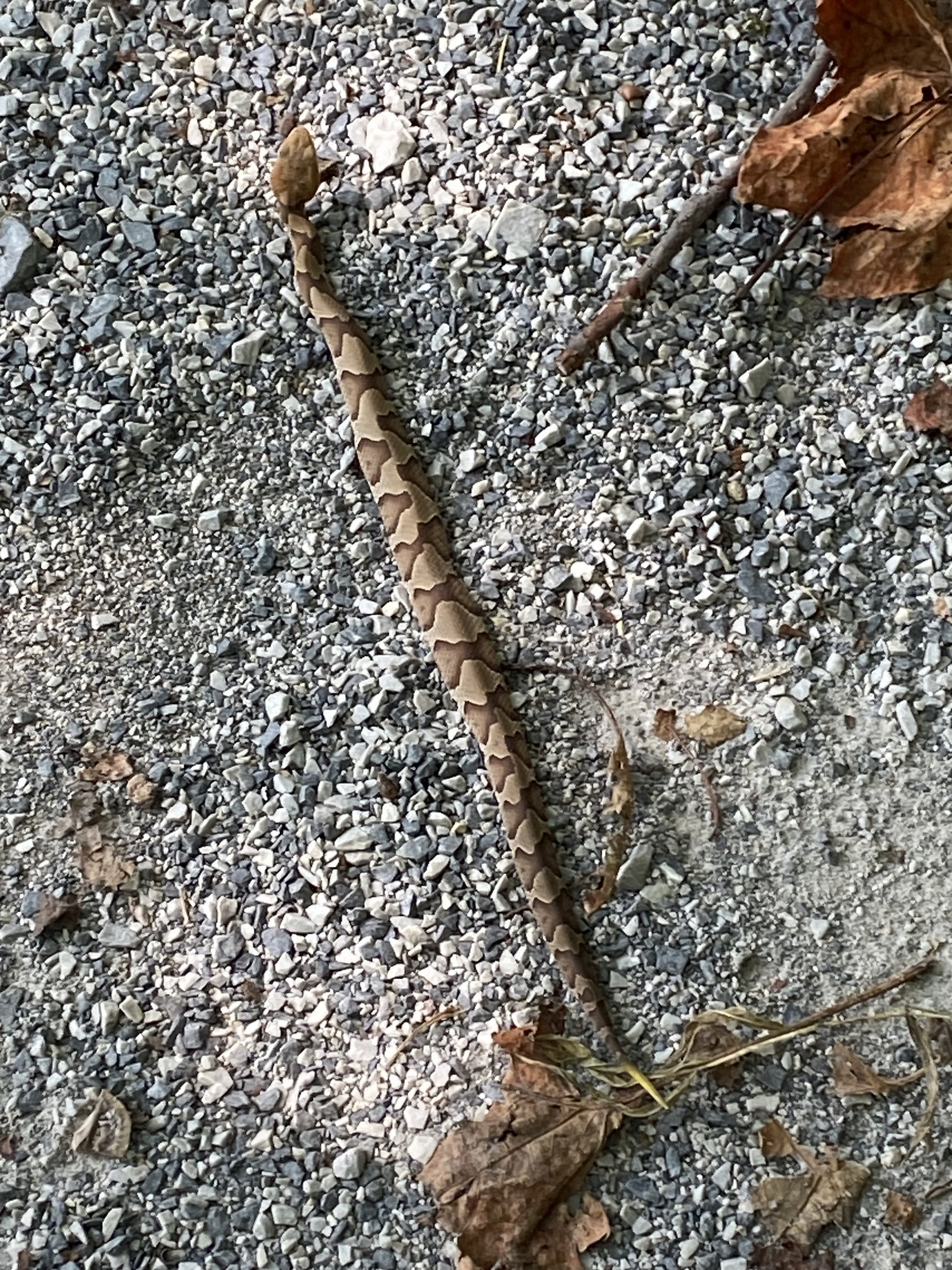 IMG_1537.jpeg