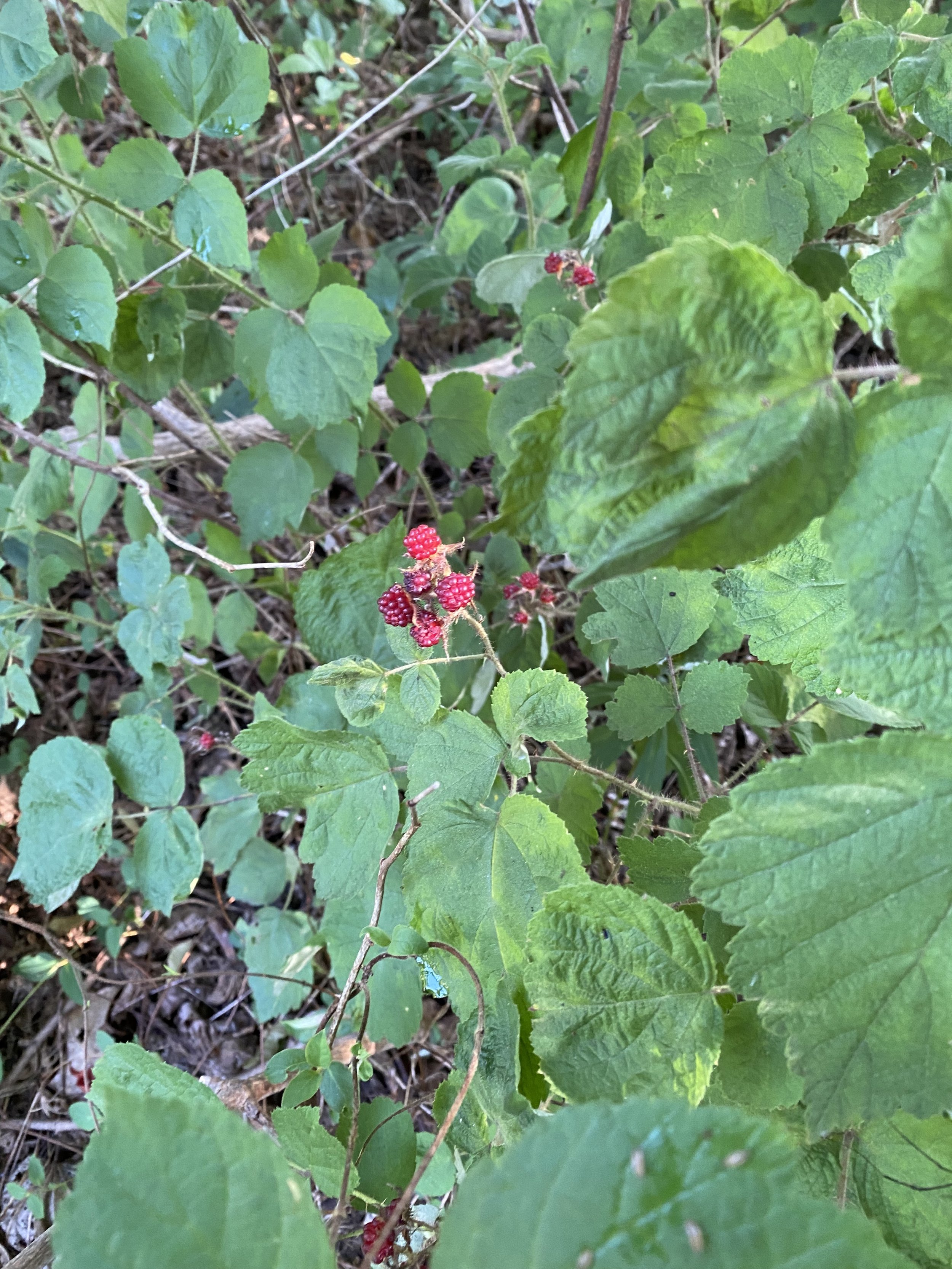 IMG_1532.jpeg