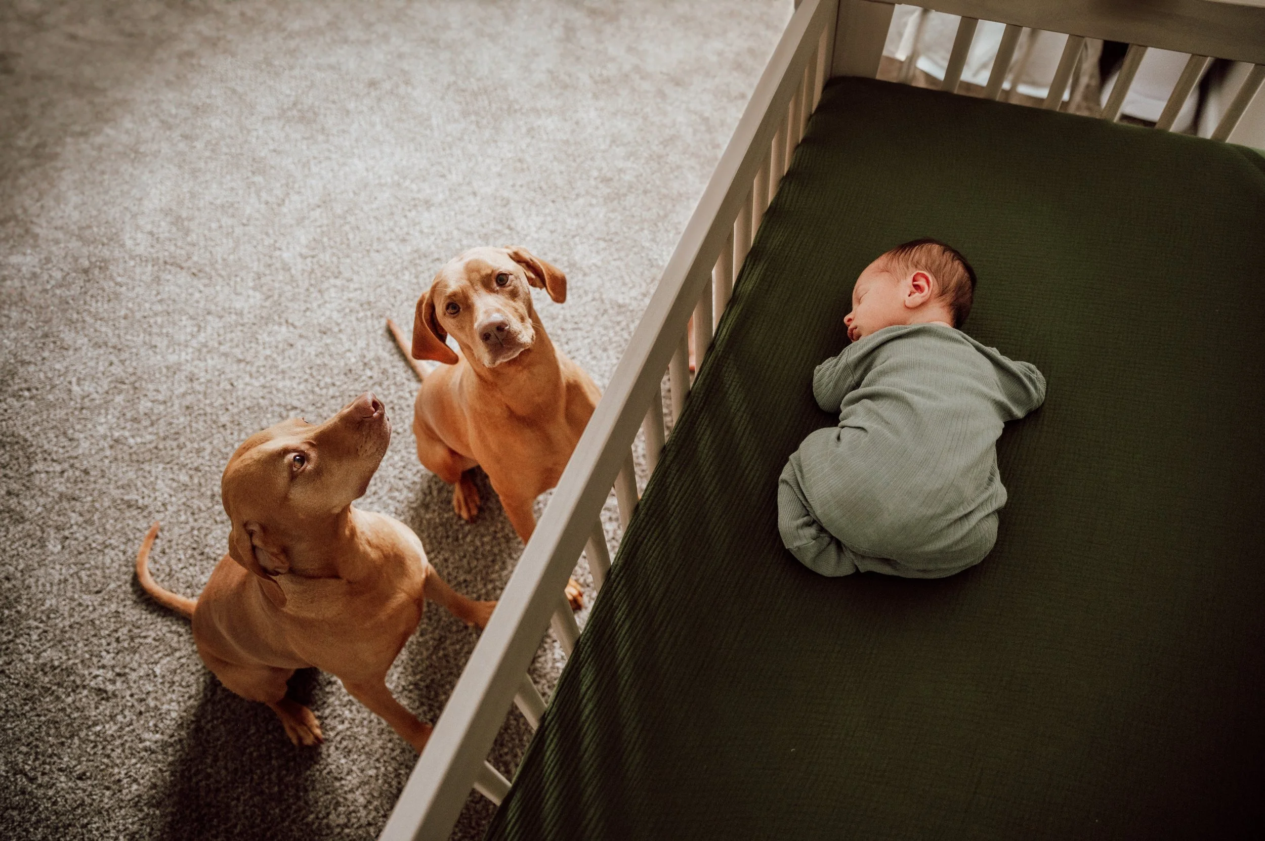 Family dogs keeping watch of new baby during in home photography session