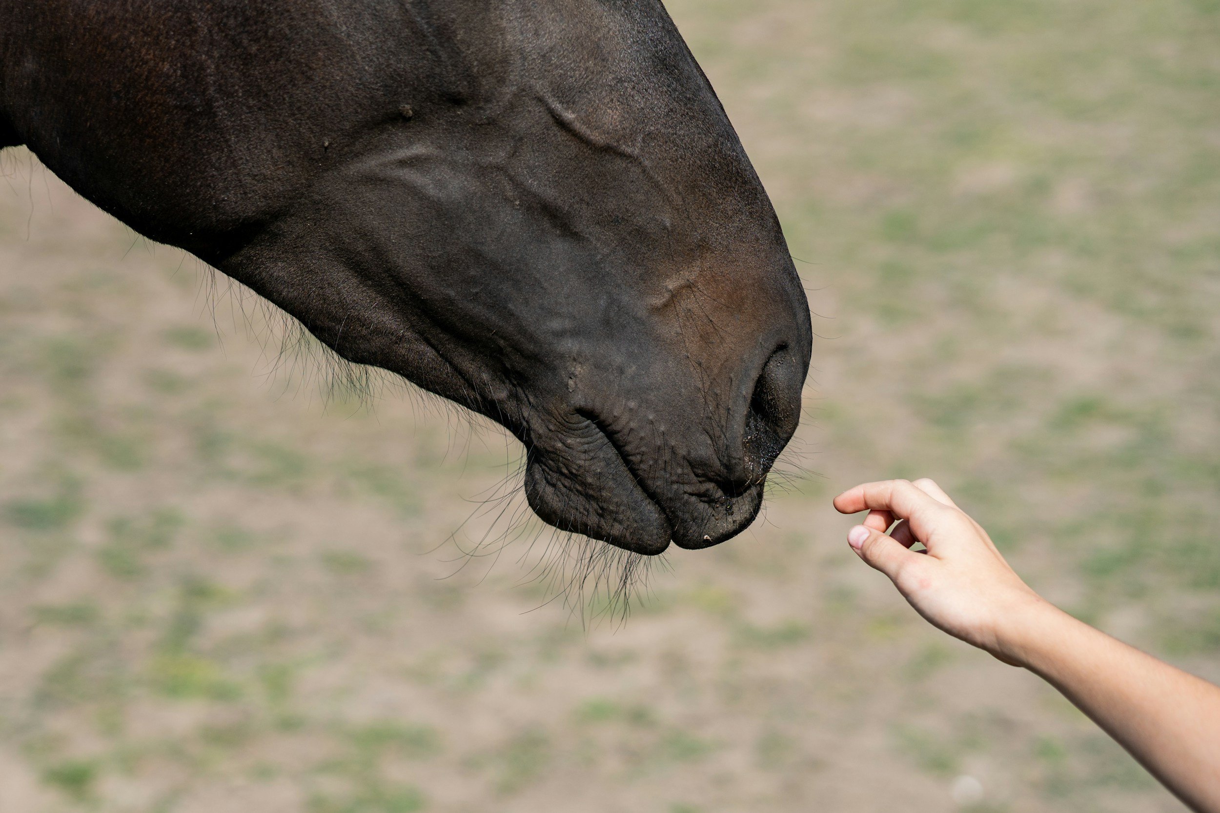 Healing in Motion: How I Integrate Equine Assisted Psychotherapy with EMDR &amp; Brainspotting