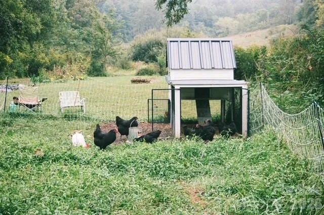 chickens.jpeg