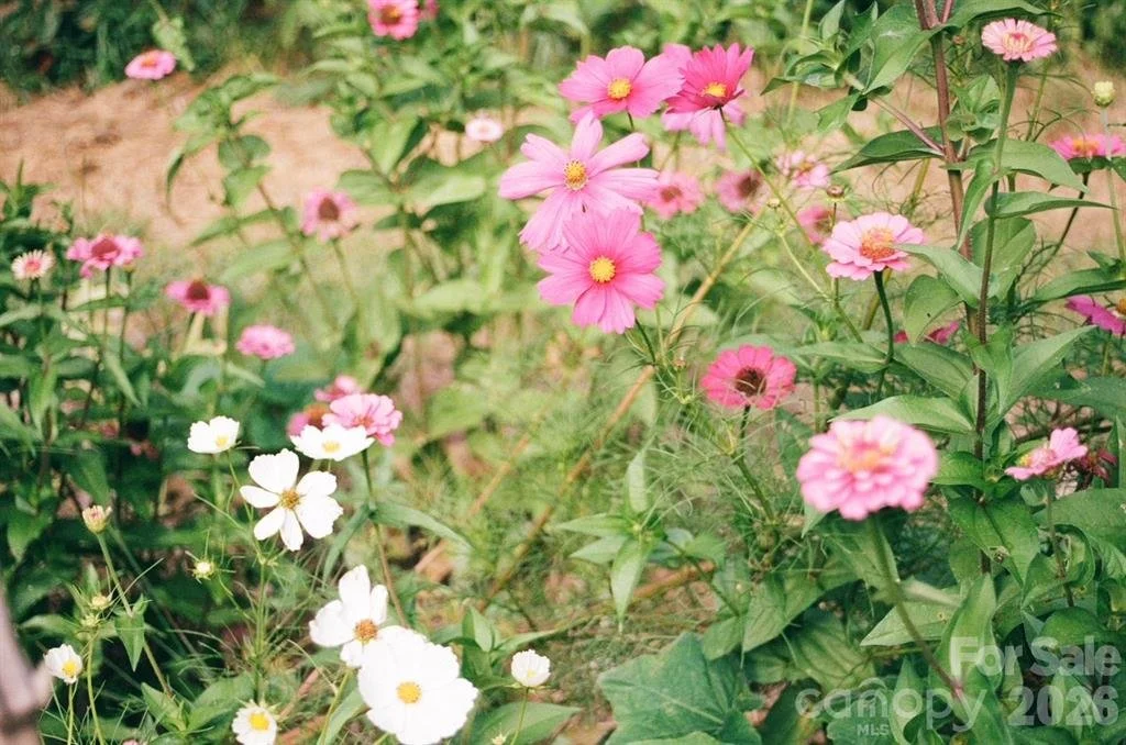 flowers.jpeg