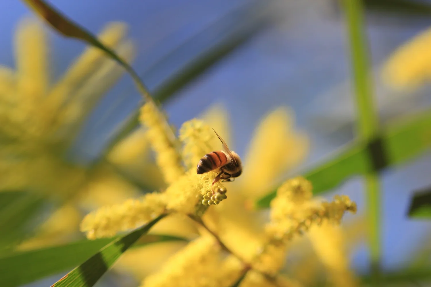 E2 - Snu Voogelbreinder