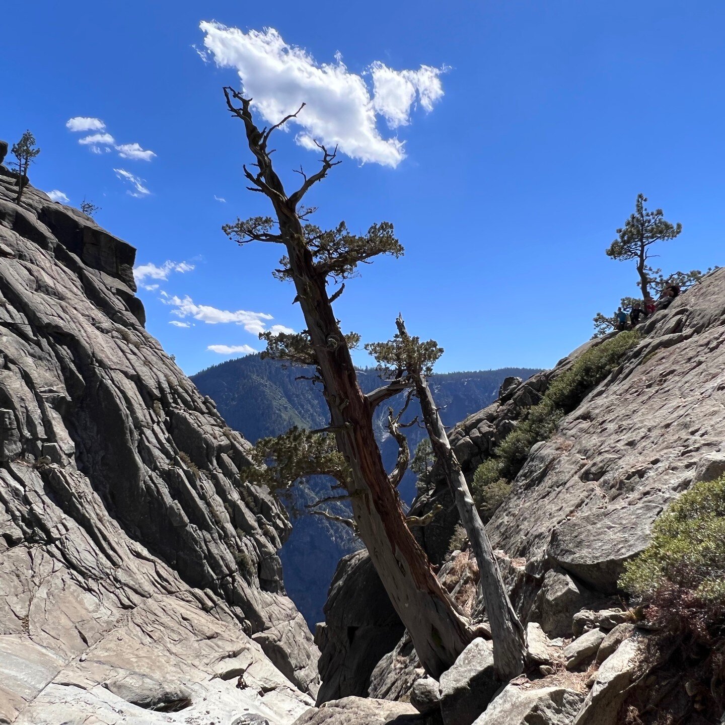 A very old tree, standing straight, but now angled in this landscape.

Also, you don't need Tunein to hear the interview. Just goggle AMFM247 and scroll down to find the show &quot;How to Live a Fantastic Life.&quot; It's there to hear anytime.