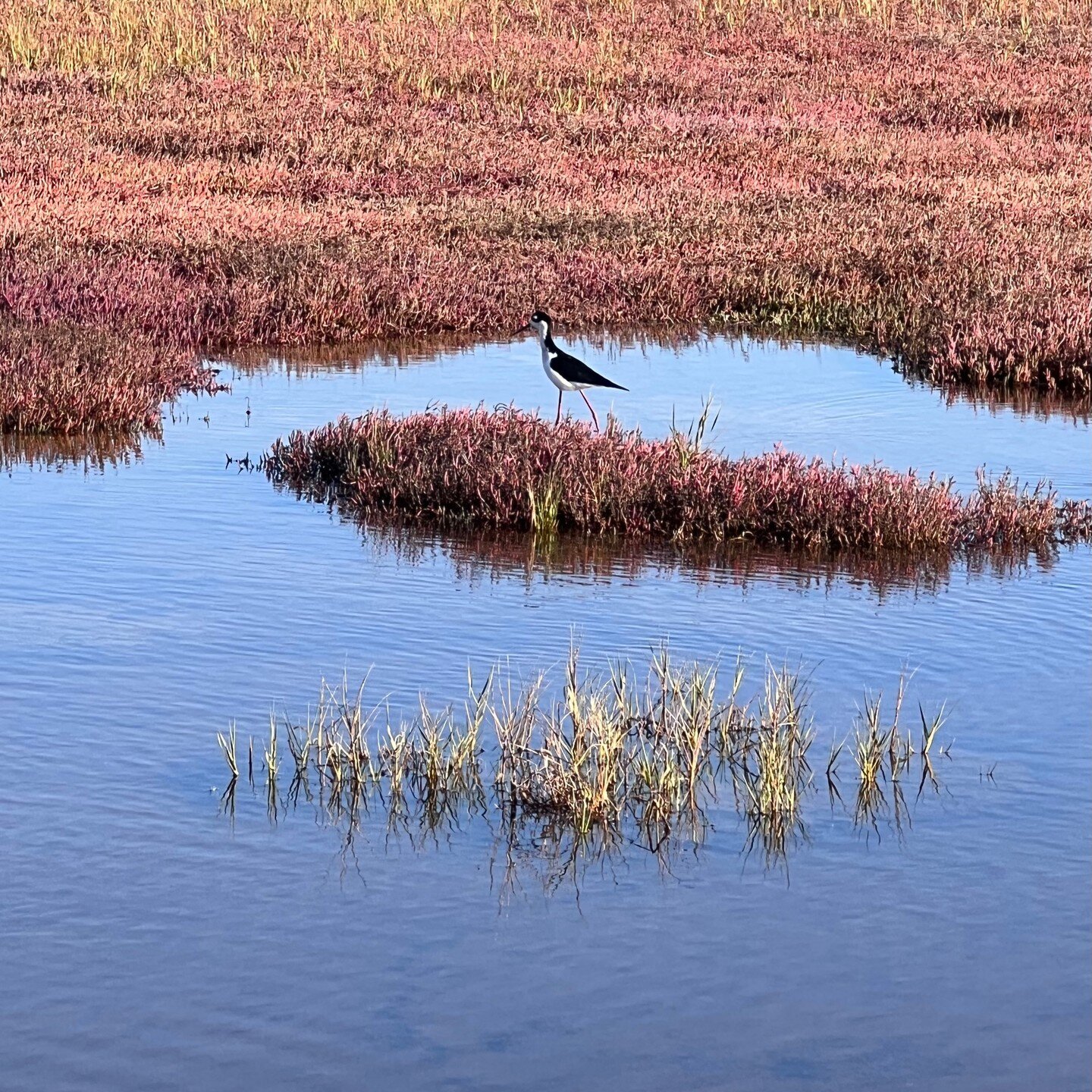 Down at the marsh
we were all out walking