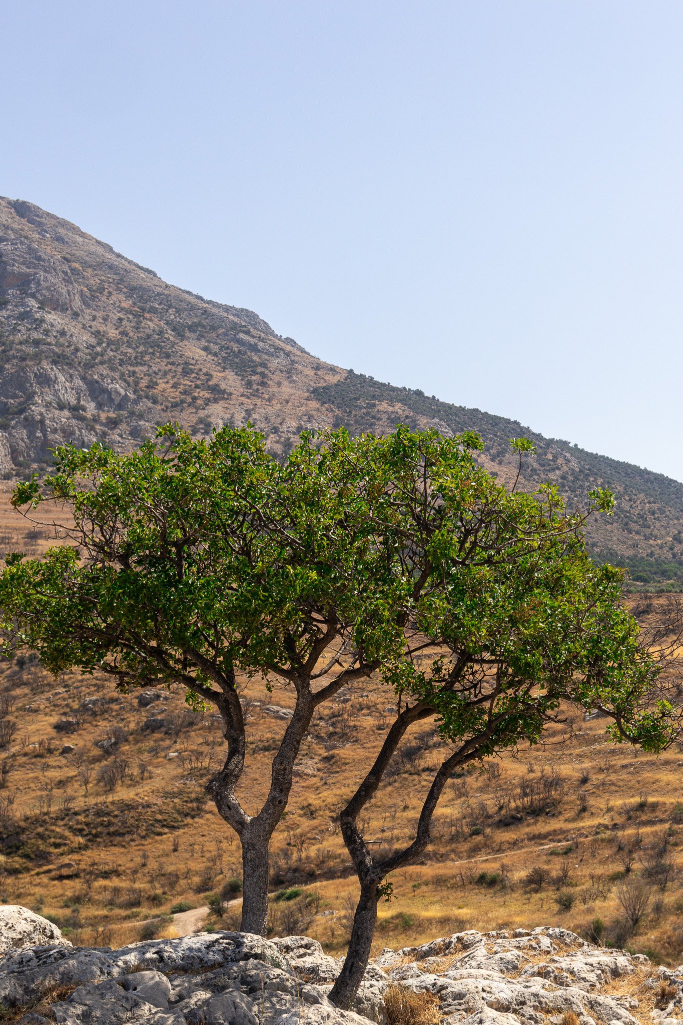393A0223-Enhanced-SR.jpg