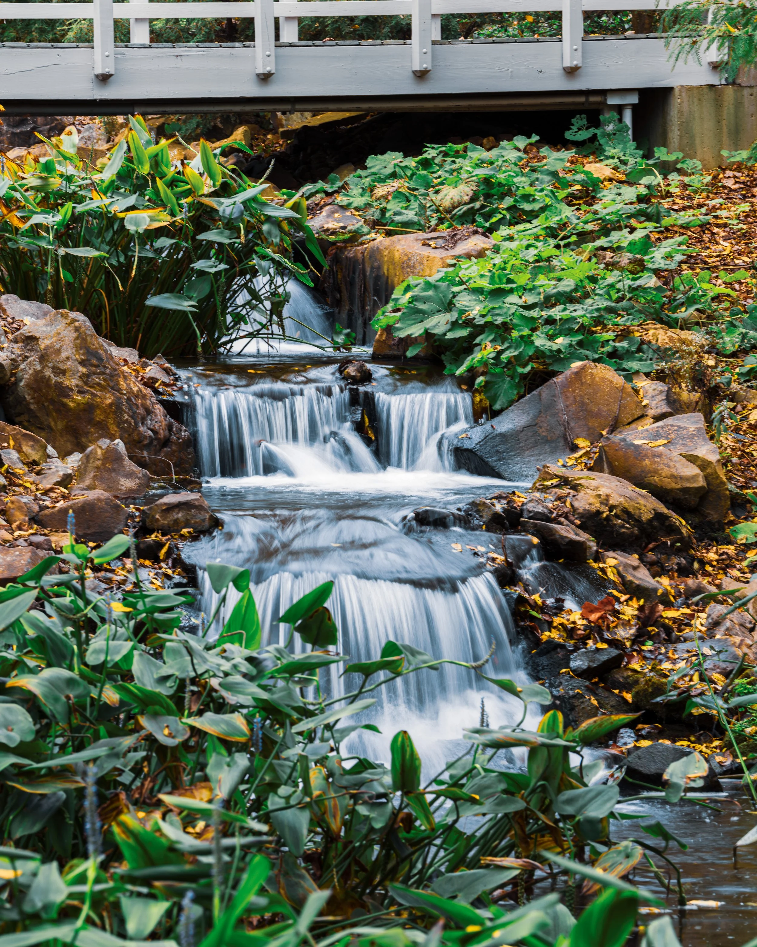 Small waterfall flowing through rocks in a lush green garden with a gray wooden bridge overhead and green leafy plants around.