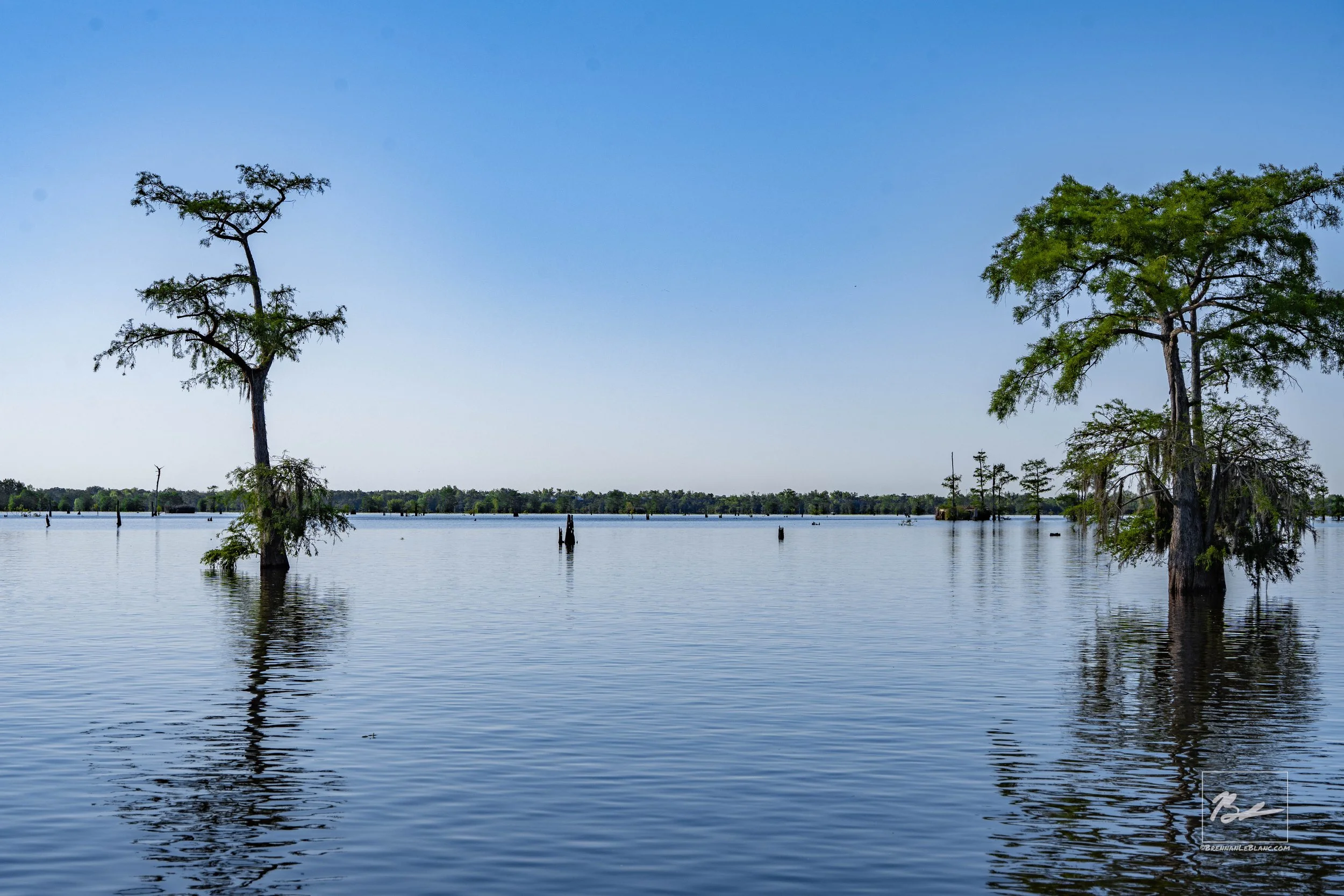 A serene landscape of a lake with tall trees partially submerged in water, under a clear blue sky.