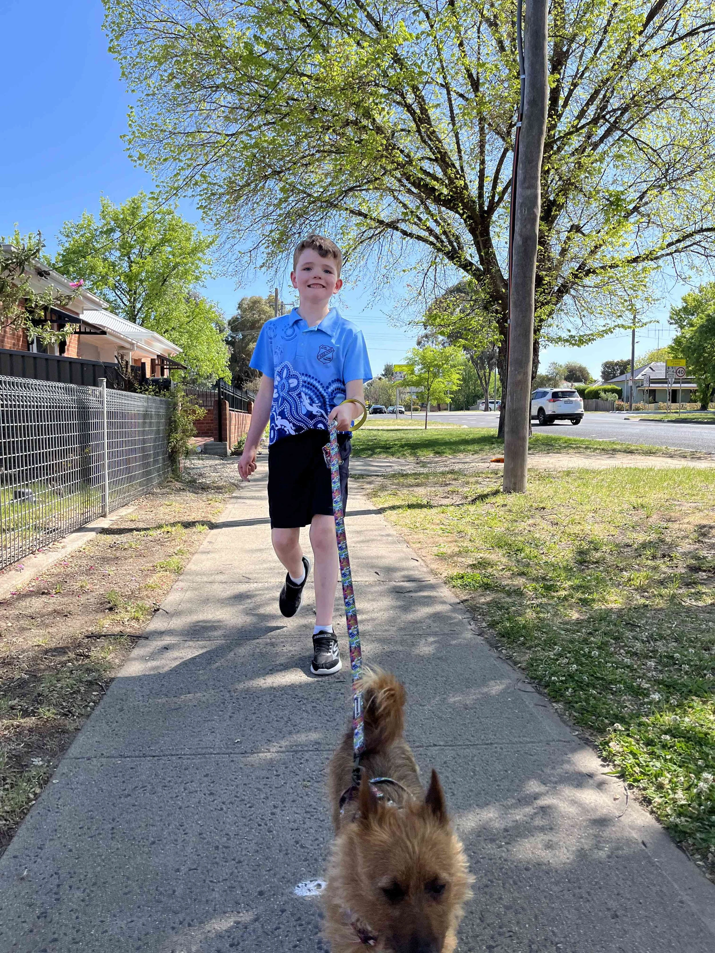 A young boy walking a small brown dog on a leash on a sidewalk in a sunny suburban area with trees, houses, and a street with cars in the background.