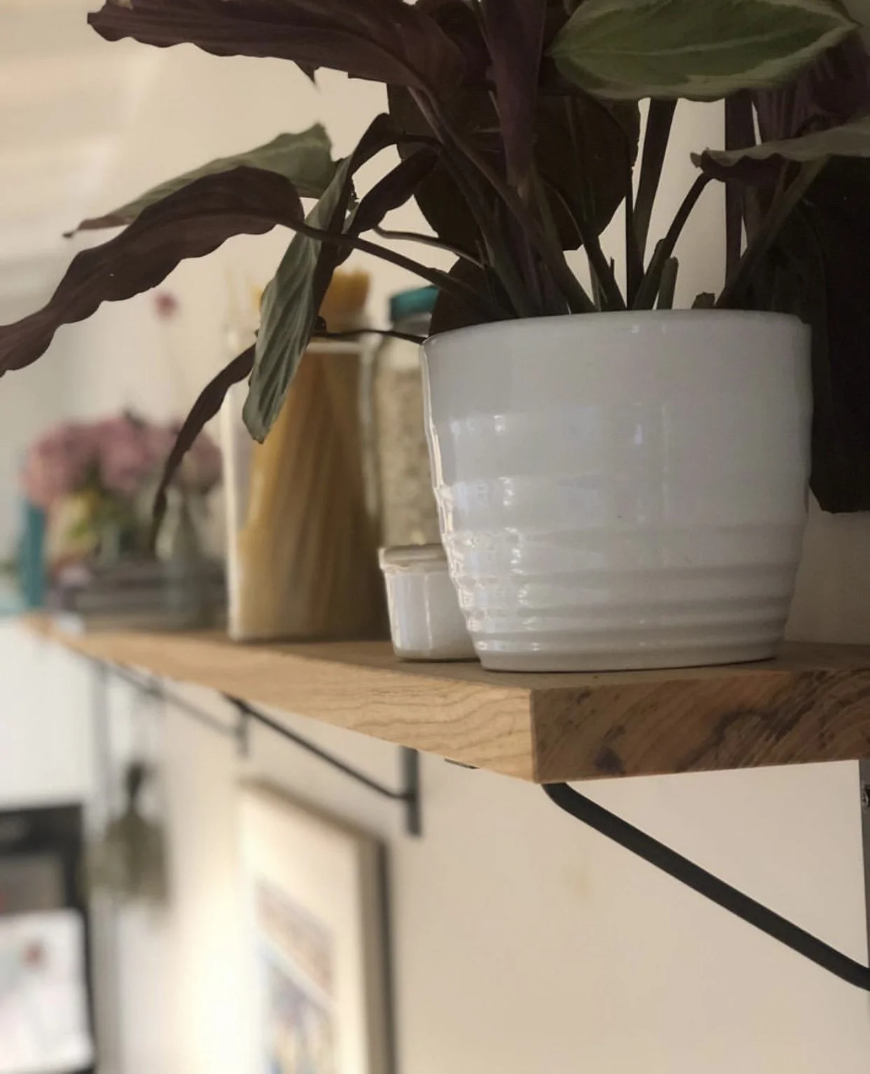 American Ash wall hung shelf with white pot with plant plus containers and books stored on shelf blurred in the background