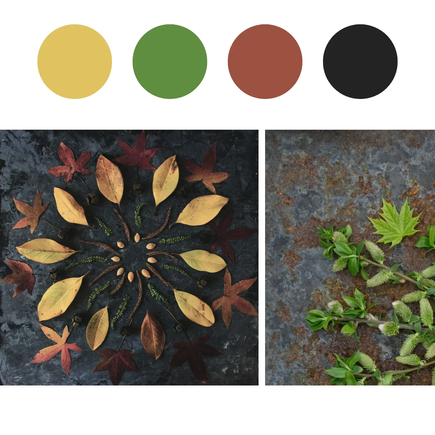 Portfolio Color Palettes(2).webp