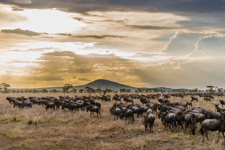 Serengeti.jpg